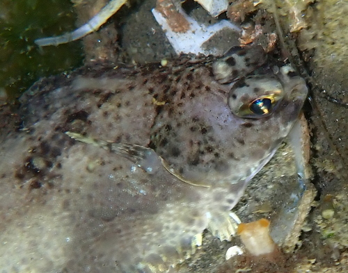 Dover sole (Microstomus pacificus) — Pleuronectidae — 2