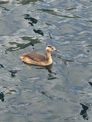 Podiceps cristatus