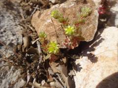 Sedum litoreum