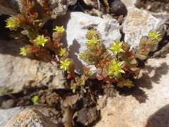 Sedum litoreum