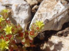 Sedum litoreum