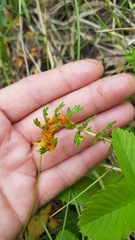 Triphragmium filipendulae