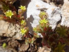 Sedum litoreum
