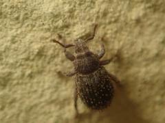 Trachyphloeus scabriculus