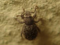 Trachyphloeus scabriculus