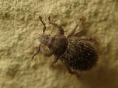 Trachyphloeus scabriculus