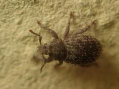 Trachyphloeus scabriculus