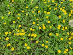 Ranunculus repens
