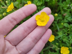 Ranunculus repens