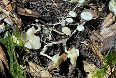 Rhizocybe albida