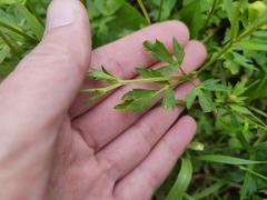 Ranunculus repens