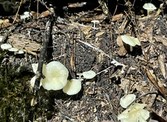 Rhizocybe albida