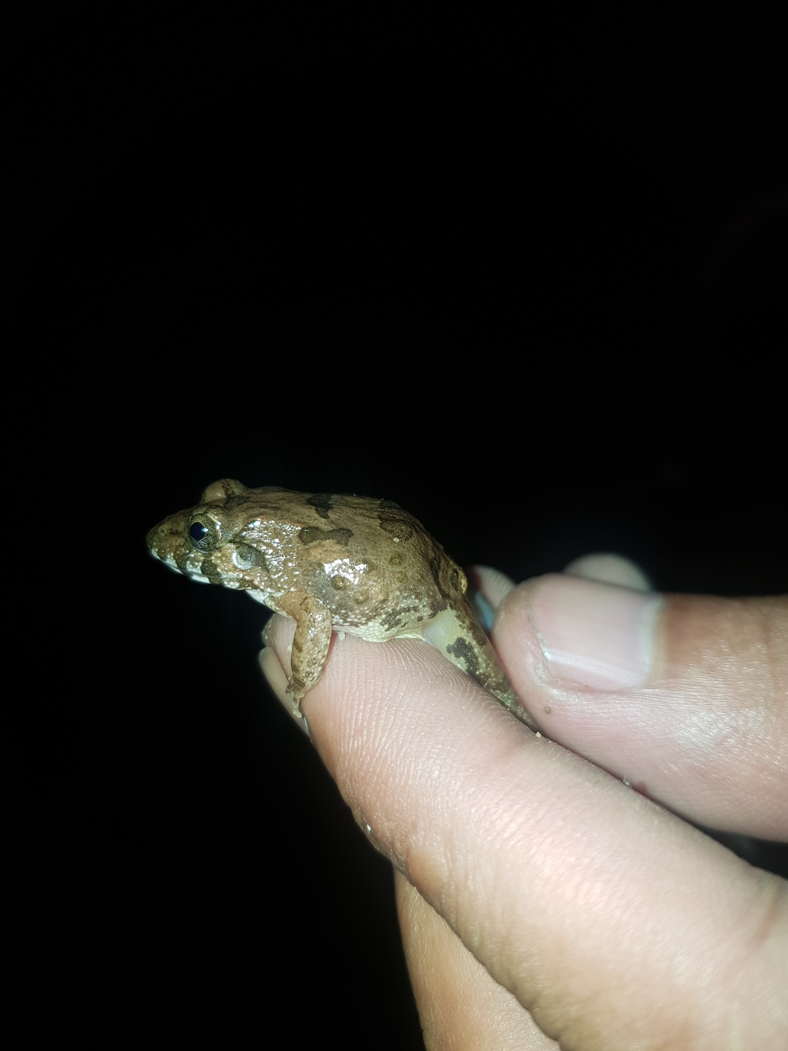 Chianjur Wart Frog photo 5