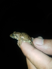 Fejervarya iskandari