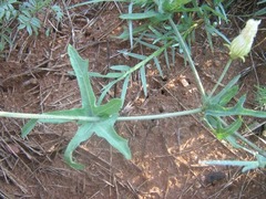 Coccinia sessilifolia var. sessilifolia image