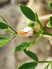 Zygophyllum fabago