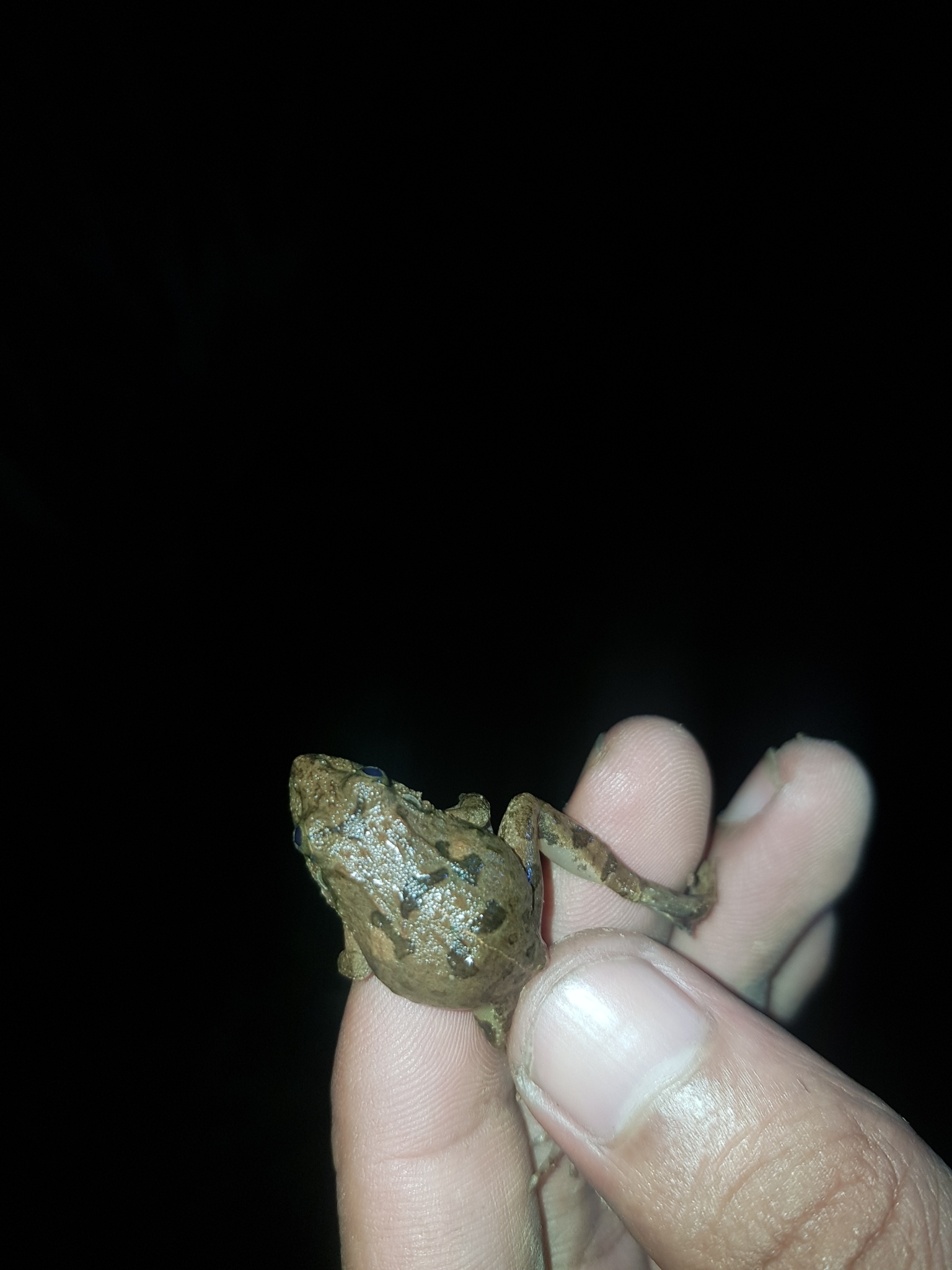 Chianjur Wart Frog photo 6