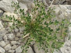 Zygophyllum fabago