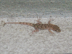 Mediodactylus russowii