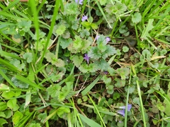 Glechoma hederacea