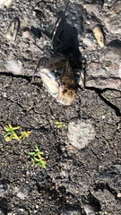 Rhaphigaster nebulosa