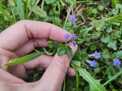 Glechoma hederacea