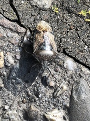 Rhaphigaster nebulosa