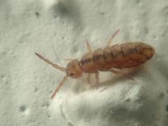 Isotomurus maculatus