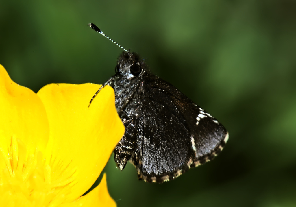 Mastor vialis