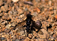 Anasimyia anausis