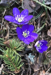 Hepatica nobilis