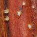 Hispidula dicksoniae - Photo (c) Reiner Richter, algunos derechos reservados (CC BY-NC-SA), subido por Reiner Richter