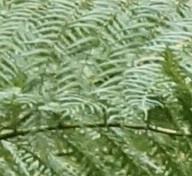 Hispidula dicksoniae image