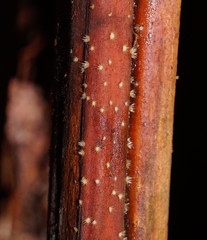 Hispidula dicksoniae image