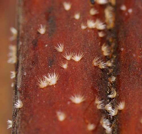 Hispidula dicksoniae image