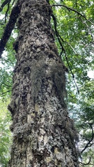 Lethariella intricata