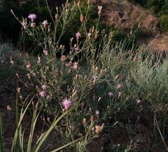 Centaurea besseriana