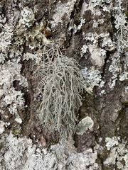 Lethariella intricata