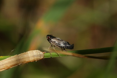 Evacanthus acuminatus