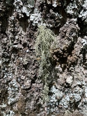 Lethariella intricata