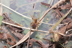 Hygrolycosa rubrofasciata