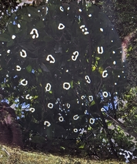 Potamotrygon leopoldi