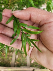 Podocarpus urbanii