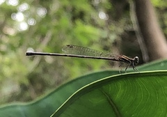 Prodasineura autumnalis