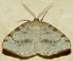 Macaria evagaria