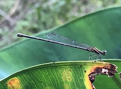 Prodasineura autumnalis