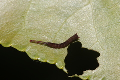 Cerura