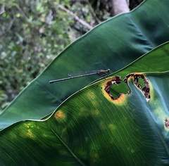 Prodasineura autumnalis