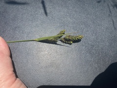 Carex hartmanii