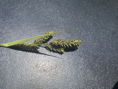 Carex hartmanii